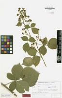 Isotype of Rubus franconicus H.E.Weber [family ROSACEAE]