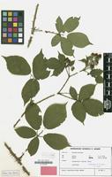 Isotype of Rubus conothyrsoides H.E.Weber [family ROSACEAE]