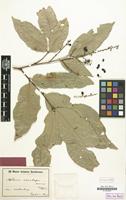 Type of Aphania masakapu Melch. [family SAPINDACEAE]