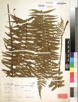 Filed as Asplenium protensum var. pseudohorridum Hieron. [family ASPLENIACEAE]