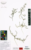 Isotype of Suaeda corniculata subsp. mongolica Lomon. & Freitag [family CHENOPODIACEAE]