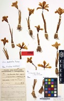 Type of Iris bornmülleri Hausskn. [family IRIDACEAE]