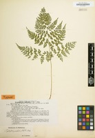 Type of Cystopteris sudetica A.Braun & Milde [family POLYPODIACEAE]