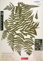 Isotype of Diplazium amamianum Tagawa [family POLYPODIACEAE]
