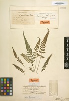 Type of Asplenium lasiopteris Kunze [family POLYPODIACEAE]