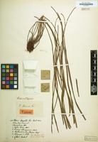 Original material of Vittaria flexuosa Fée [family POLYPODIACEAE]