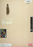 Type of Polypodium niponicum Mett. [family POLYPODIACEAE]