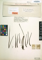 Type of Vittaria japonica Miq. [family POLYPODIACEAE]