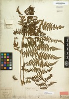 Type of Microlepia hancei Prantl [family POLYPODIACEAE]