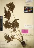 Holotype of Pteris fauriei var. minor Hieron. [family POLYPODIACEAE]