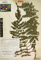 Type of Alsophila rosenstockii Brause [family CYATHEACEAE]