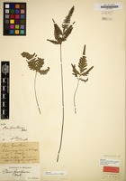 Isotype of Pteris grevilleana Wall. ex J.Agardh [family POLYPODIACEAE]