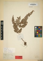 Isosyntype of Polystichum rhomboideum Schott [family POLYPODIACEAE]