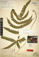 Lectotype of Pteris kiuschiuensis Hieron. [family POLYPODIACEAE]
