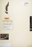 Type of Athyrium cystopteroides D.C.Eaton [family POLYPODIACEAE]