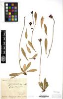 Type of Hieracium stoloniflorum var. angustisquamum Touton [family COMPOSITAE]