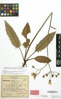 Lectotype of Hieracium murorum var. subserratifolioides Briq.&Zahn [family COMPOSITAE]