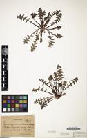 Type? of Taraxacum parnassicum Dahlst. [family COMPOSITAE]