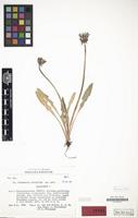Type of Taraxacum irrigatum Kirschner & Stepánek [family COMPOSITAE]
