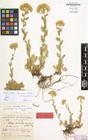 Type of Achillea kotschyi subsp. canescens Bässler [family COMPOSITAE]