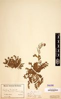Type of Sisymbrium turczaninowii Sond. [family CRUCIFERAE]