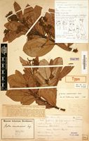 Type of Ocotea usambarensis Engl. [family LAURACEAE]