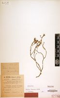 Isotype of Portulaca tenera Peter [family PORTULACACEAE]