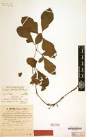 Syntype of Heterolobium dilaceratum Peter [family ARACEAE]
