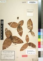 Type of Chlorophytum pusillum Schweinf. ex Baker [family LILIACEAE]