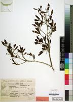 Paratype of Terminalia reitzii Exell [family COMBRETACEAE]