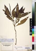 Syntype of Celosia persicaria Schinz [family AMARANTHACEAE]
