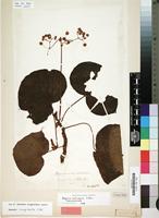 Isotype of Begonia multinervia Liebm. [family BEGONIACEAE]