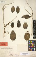 Holotype of Schoepfia multiflora Urb. [family OLACACEAE]