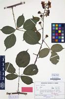 Isotype of Rubus confusidens H.E.Weber [family ROSACEAE]
