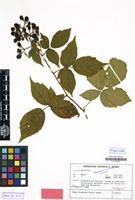 Isotype of Rubus braeuckeriformis H.E.Weber [family ROSACEAE]