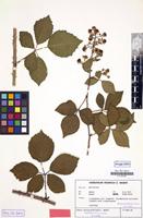 Isotype of Rubus anisacanthiopsis H.E.Weber [family ROSACEAE]