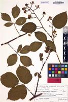 Isotype of Rubus nuptialis H.E.Weber [family ROSACEAE]