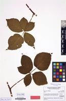 Isotype of Rubus nessensis subsp. cubirianus H.E.Weber [family ROSACEAE]
