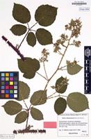 Holotype of Rubus klimmekianus Matzk. [family ROSACEAE]