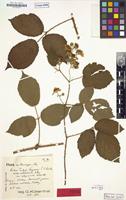 Lectotype of Rubus timbal-lagravei var. subgracilior Kük. [family ROSACEAE]