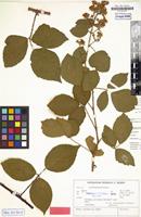Isotype of Rubus stormanicus H.E.Weber [family ROSACEAE]