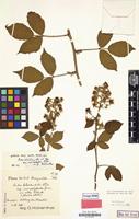 Lectotype of Rubus schlechtendalii var. albus Kük. [family ROSACEAE]
