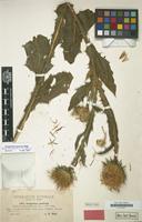 Isotype of Onopordum corymbosum subsp. visegradense Franco [family COMPOSITAE]