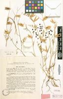 Type of Vicia hybrida var. linearifolia Popov [family LEGUMINOSAE]
