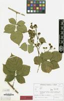 Isotype of Rubus franconicus H.E.Weber [family ROSACEAE]