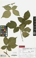 Isotype of Rubus demissus H.E.Weber & Martensen [family ROSACEAE]