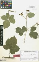 Isotype of Rubus contractipes H.E.Weber [family ROSACEAE]