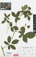 Isotype of Rubus conothyrsoides H.E.Weber [family ROSACEAE]