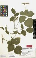 Isotype of Rubus picticaulis H.E.Weber [family ROSACEAE]