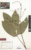 Type of Aphania masakapu Melch. [family SAPINDACEAE]